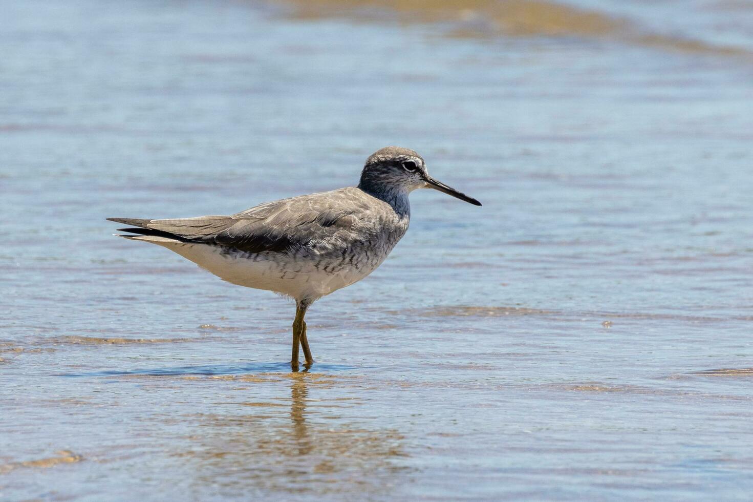 Grey-tailed Tattler in Australia photo