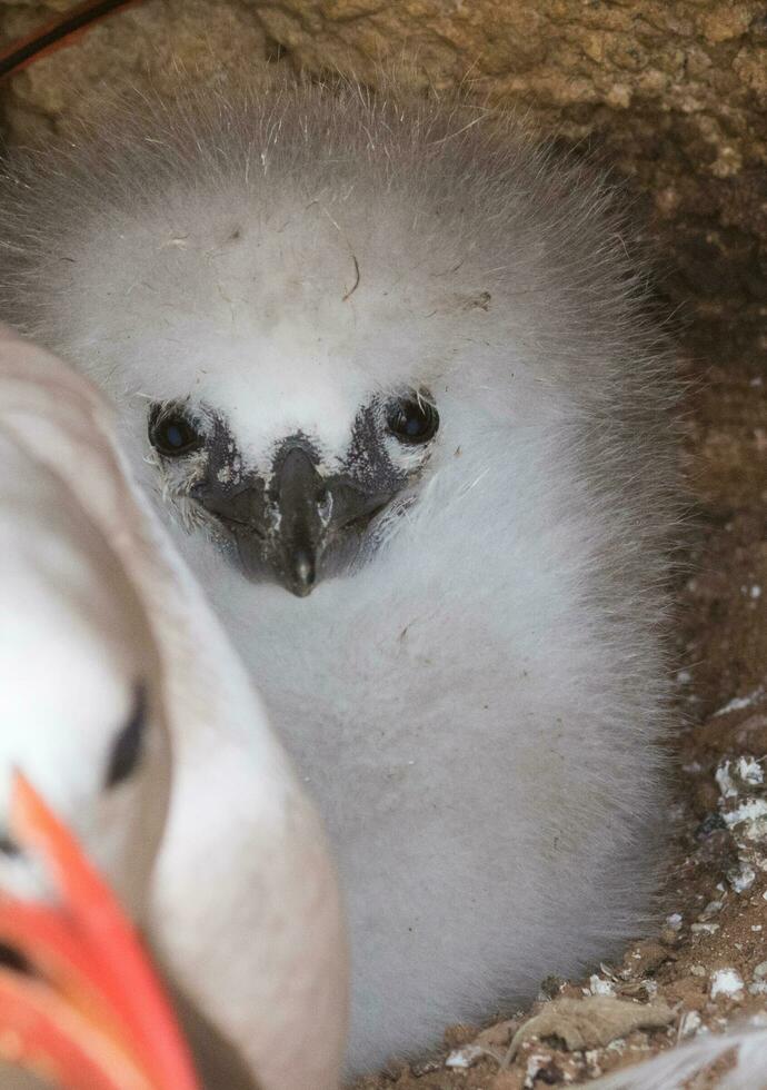 Red-tailed Tropicbird in Australia photo