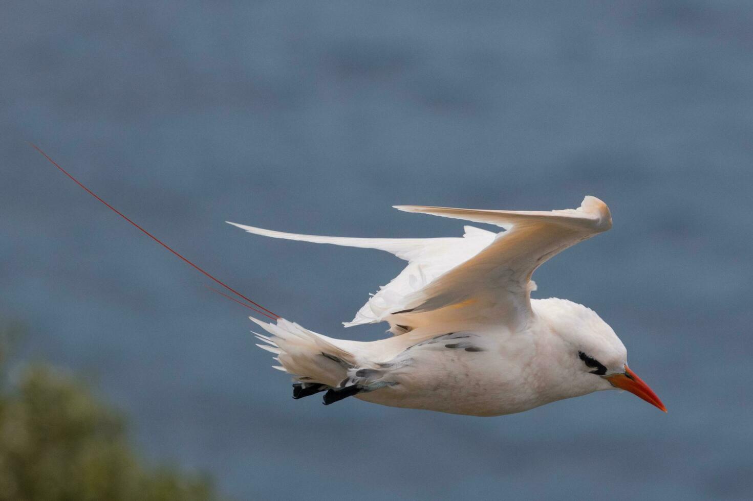 Red-tailed Tropicbird in Australia photo