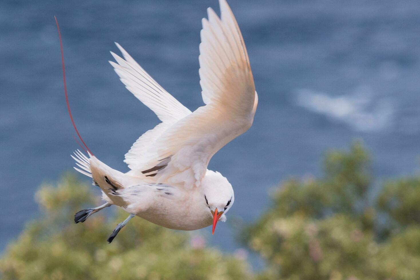 Red-tailed Tropicbird in Australia photo