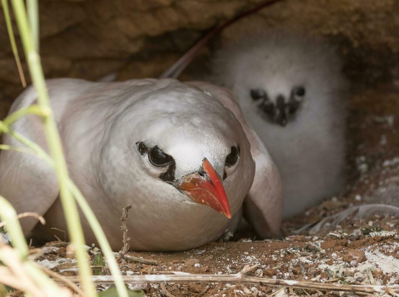 Red-tailed Tropicbird in Australia photo