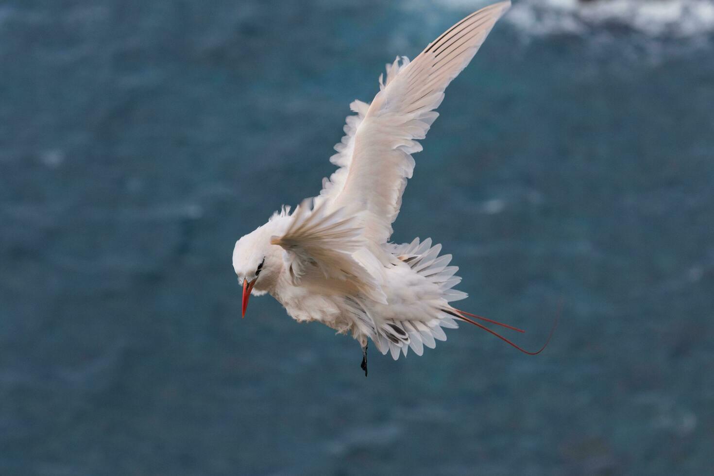 Red-tailed Tropicbird in Australia photo