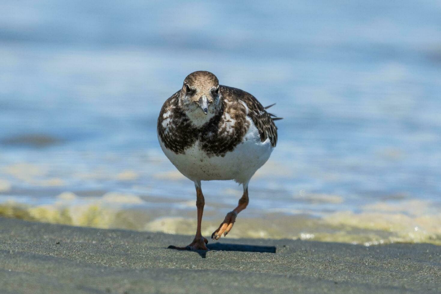 Ruddy Turnstone in Australasia photo