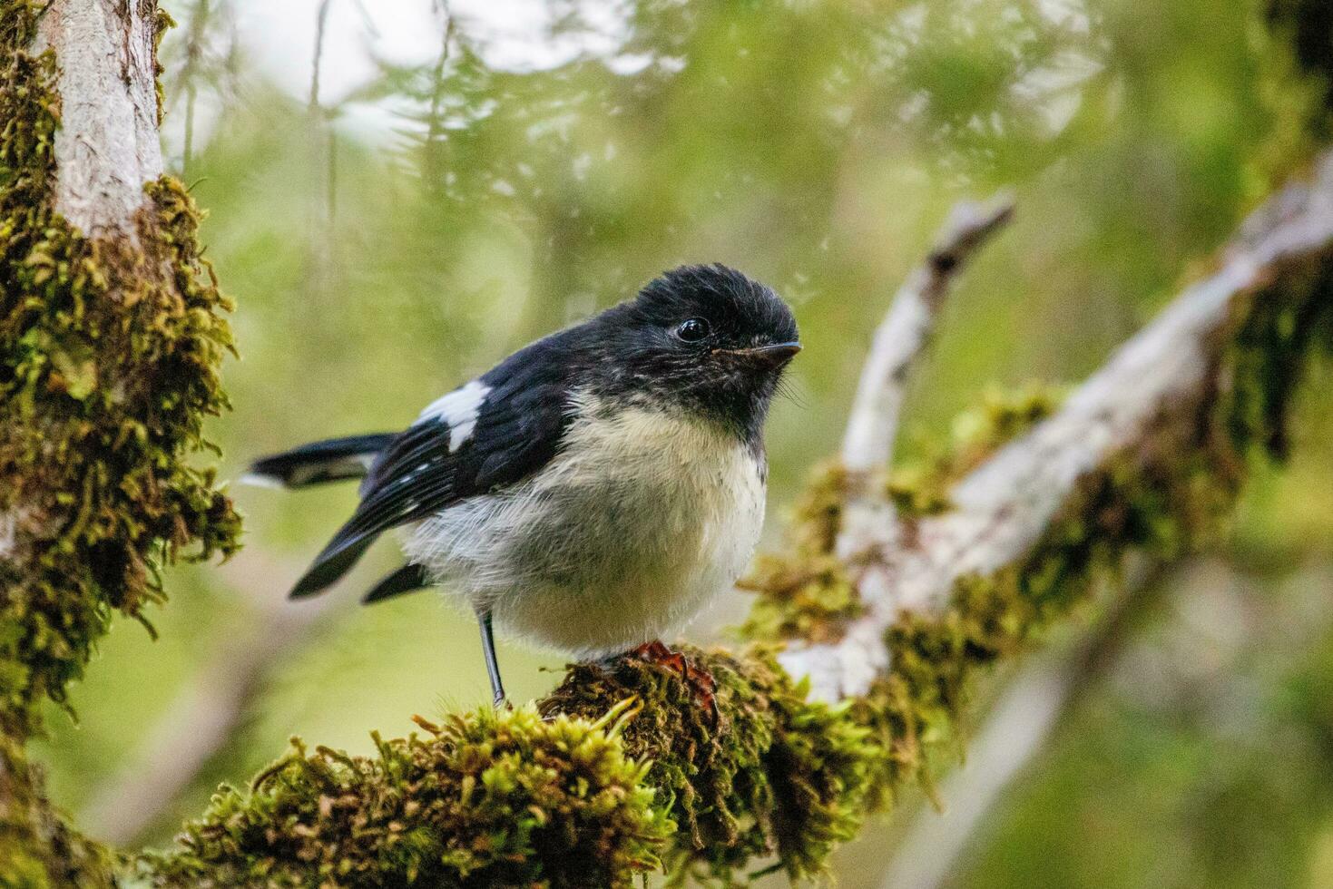 South Island Tomtit photo
