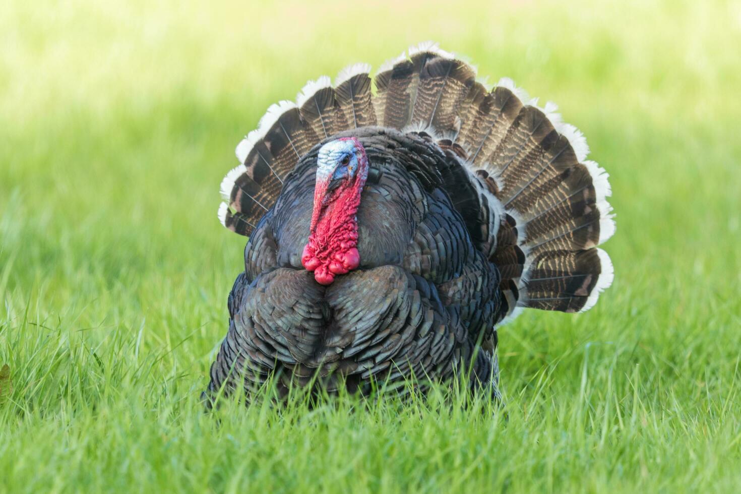 Wild Turkey Bird photo