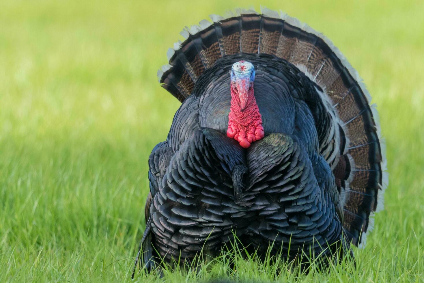 salvaje Turquía pájaro foto