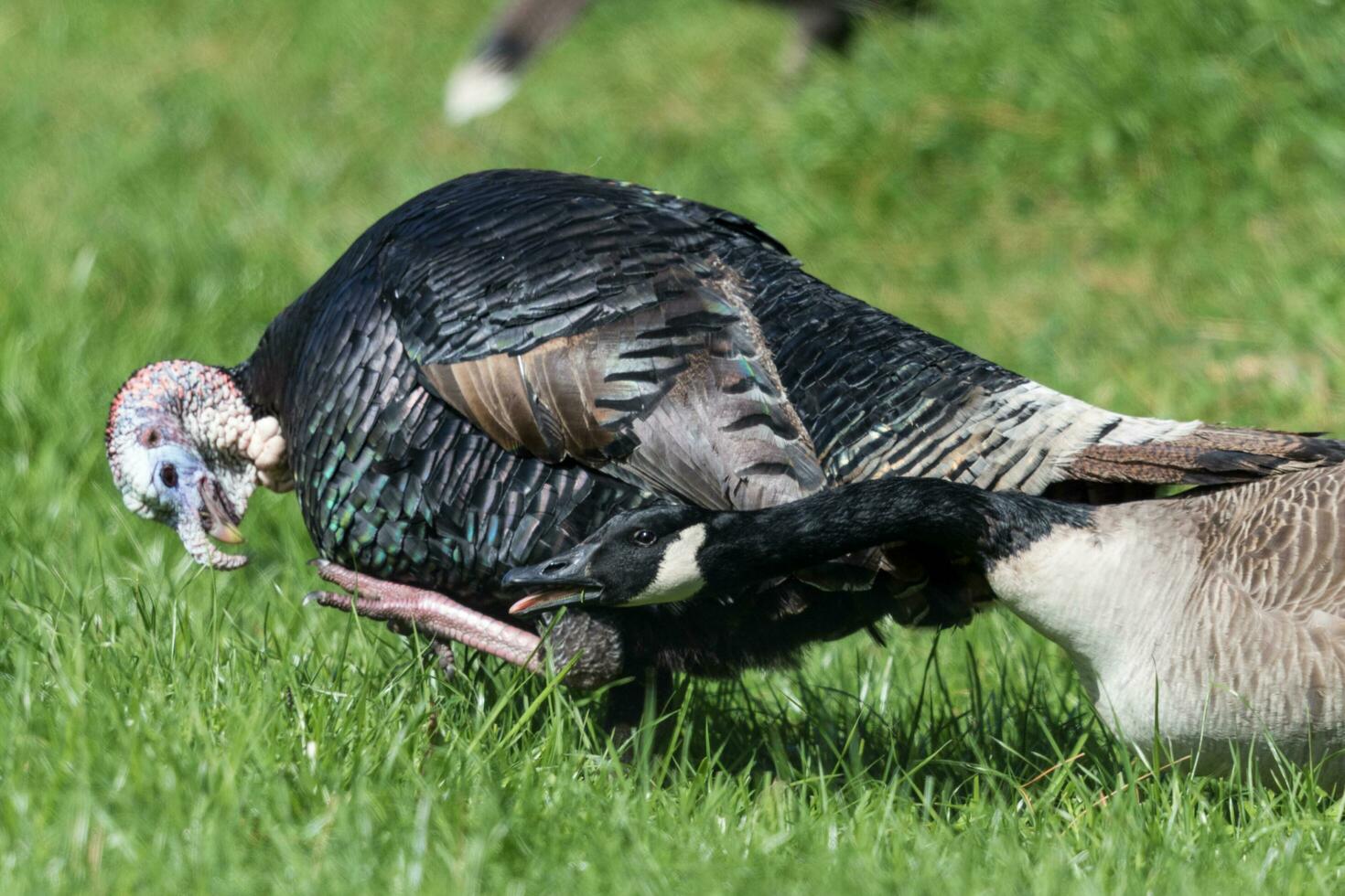 salvaje Turquía pájaro foto