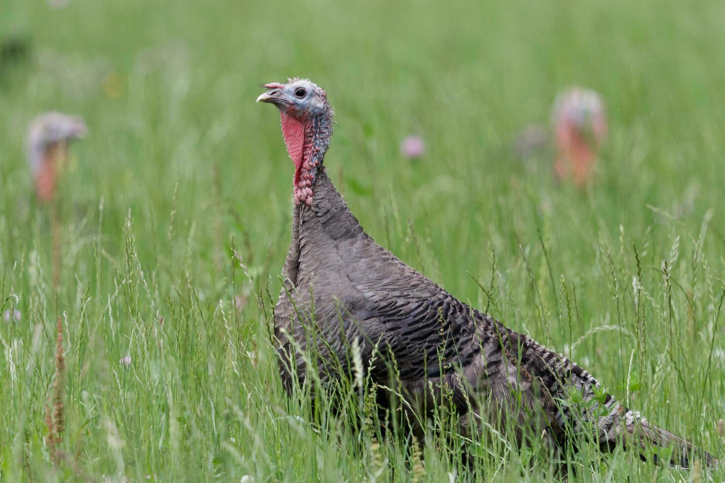 Wild Turkey Bird photo