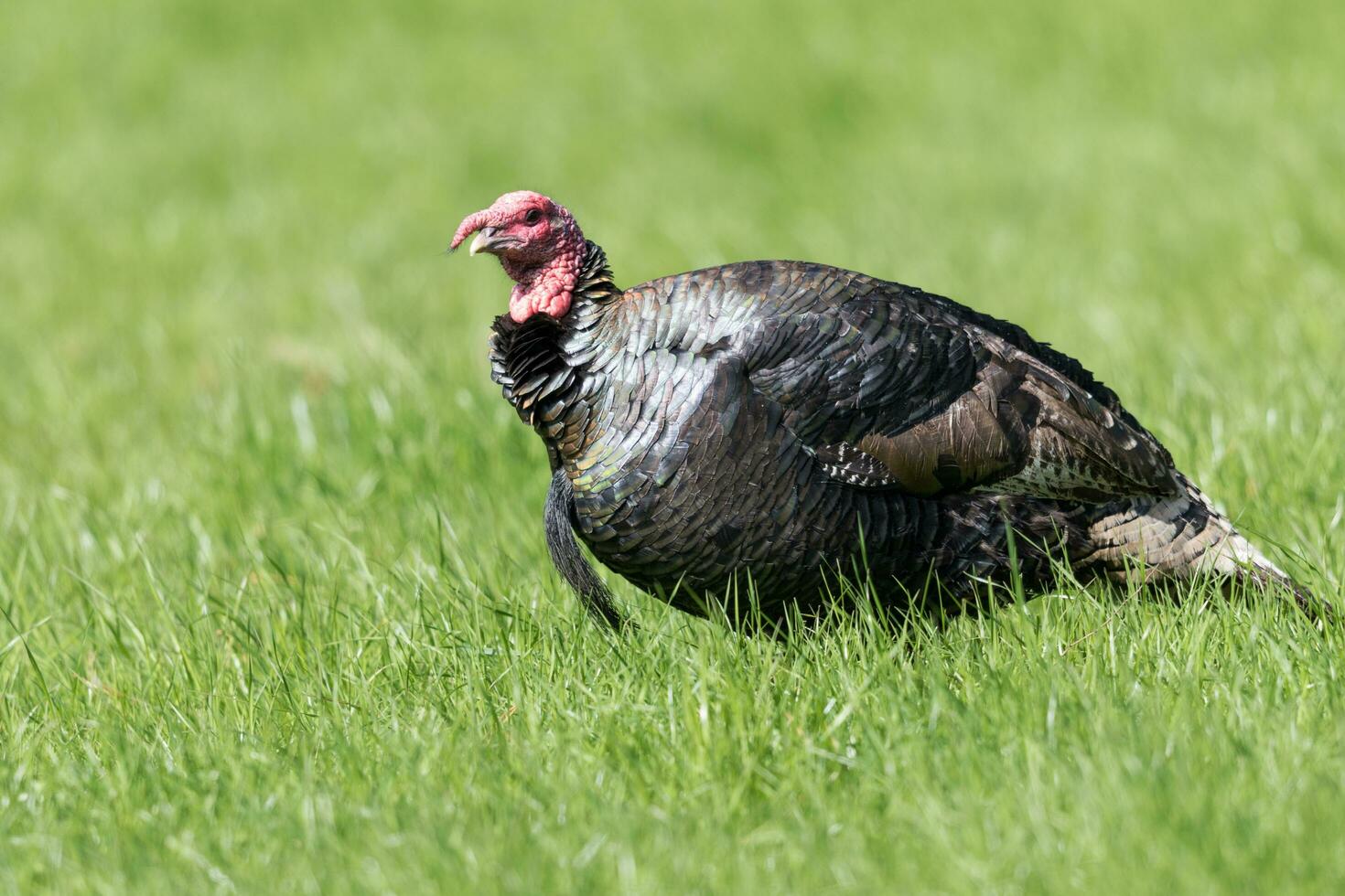 Wild Turkey Bird photo