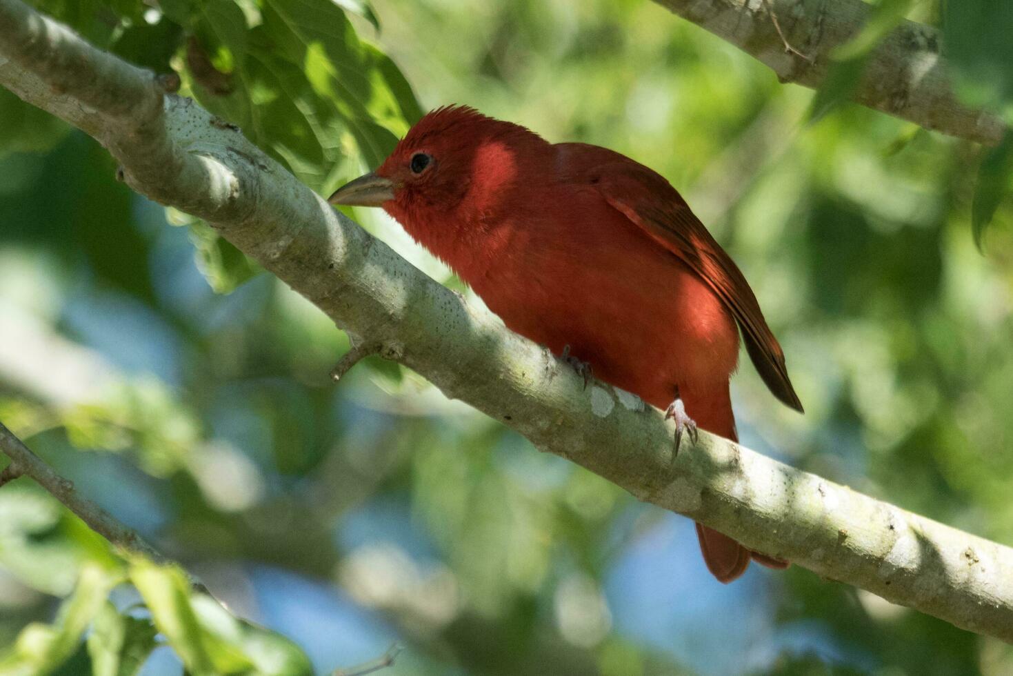 Summer Tanager in USA photo