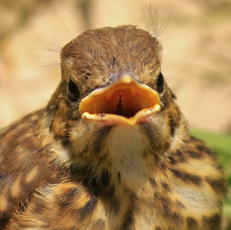 European Song Thrush photo