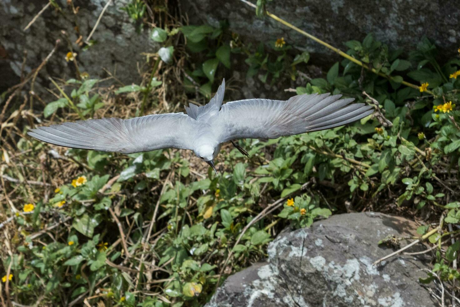 Grey Ternlet or Noddy photo