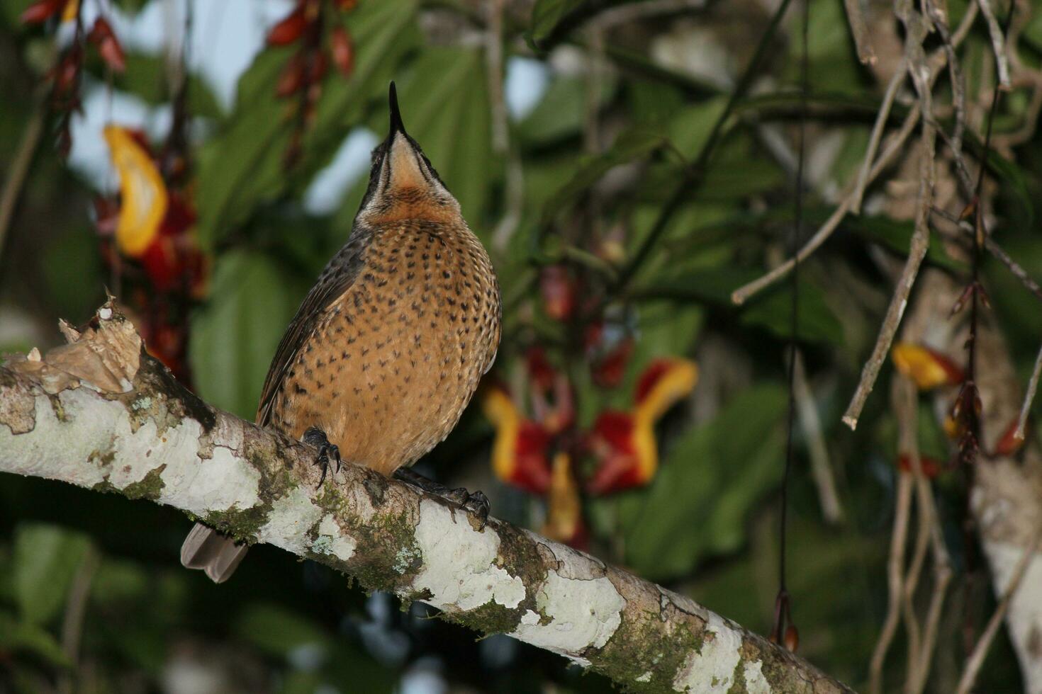 Victoria's Riflebird in Australia photo