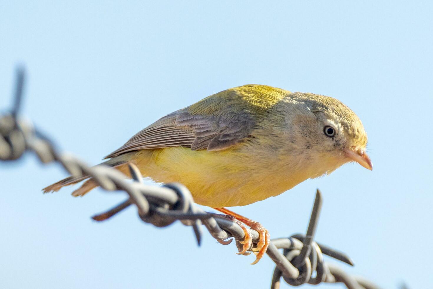 Weebill Smallest Australian Bird photo