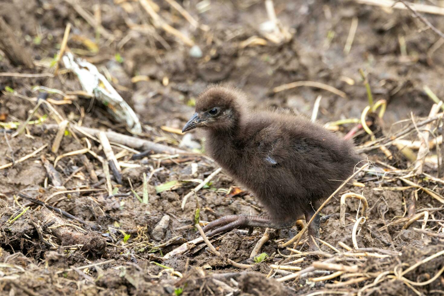 Weka Endemic Rail  of New Zealand photo