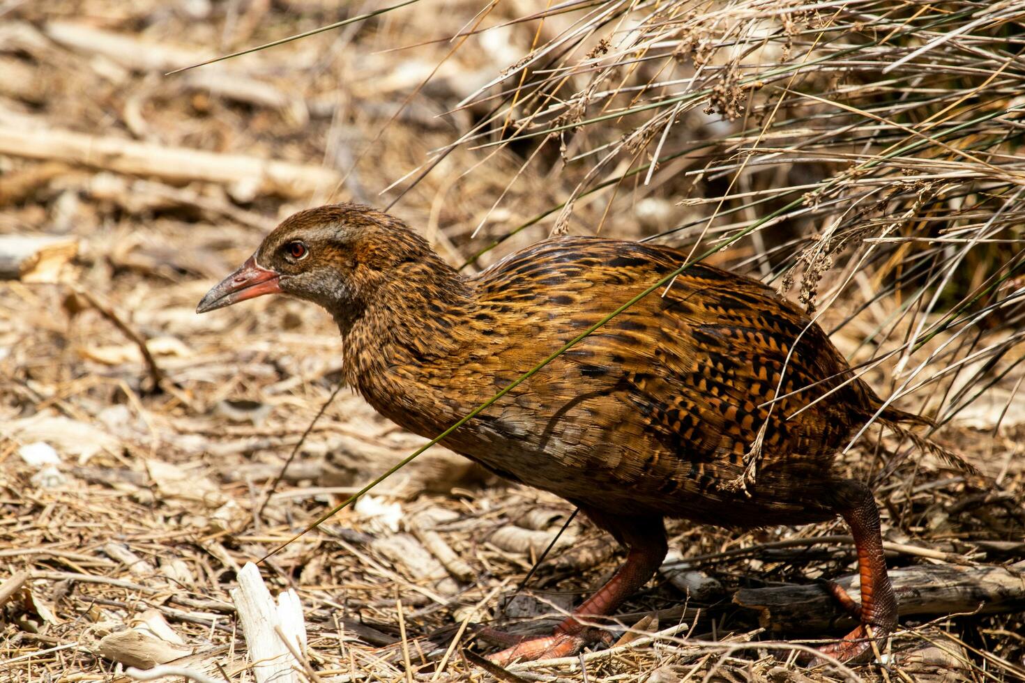 Weka Endemic Rail  of New Zealand photo