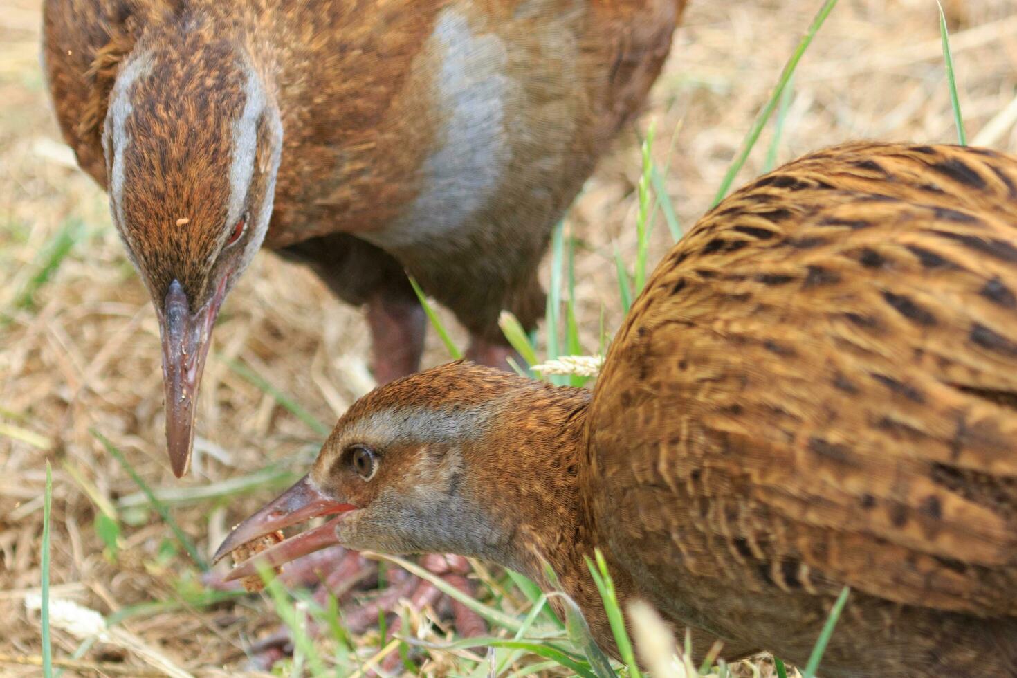 Weka Endemic Rail  of New Zealand photo