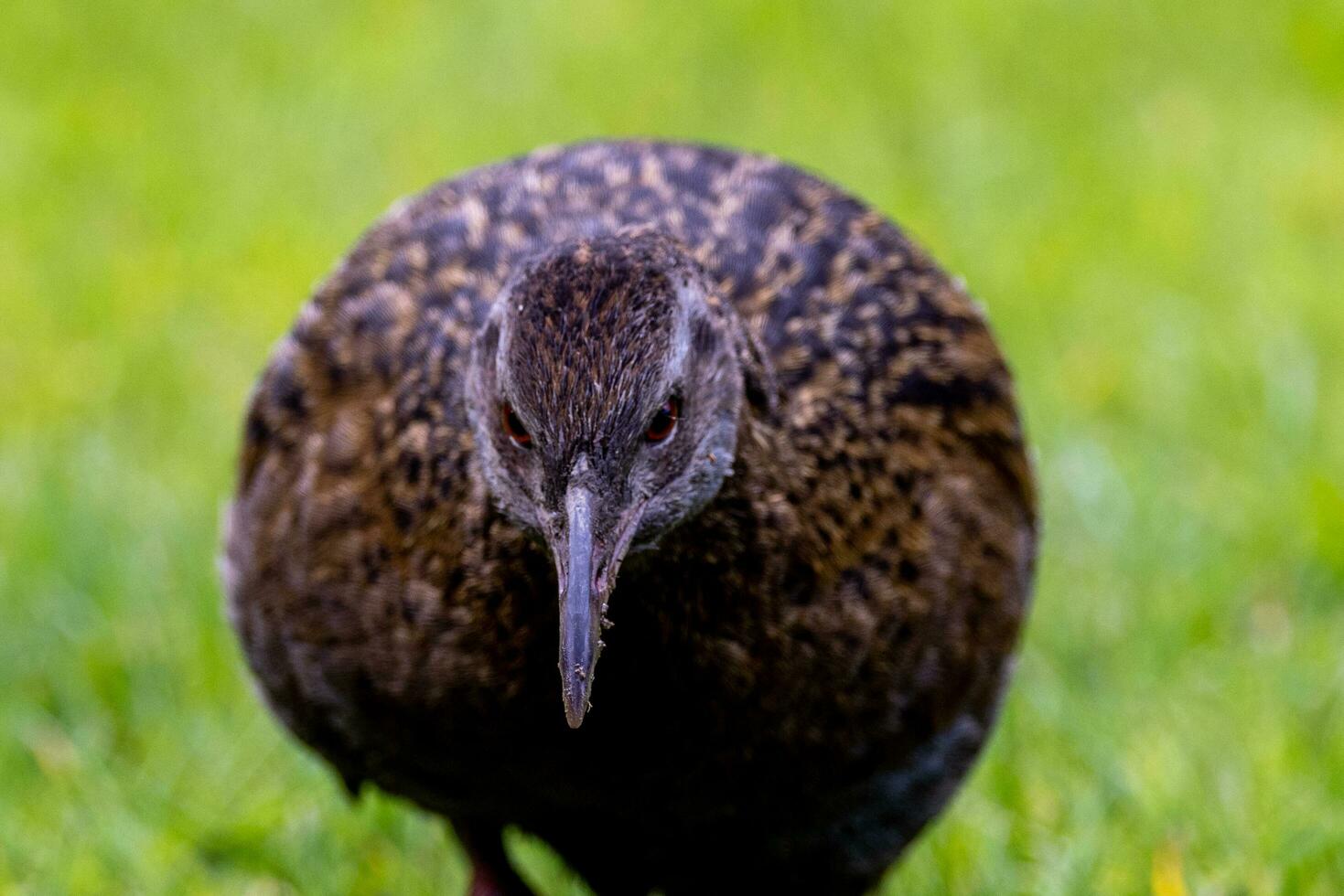 weka endémico carril de nuevo Zelanda foto