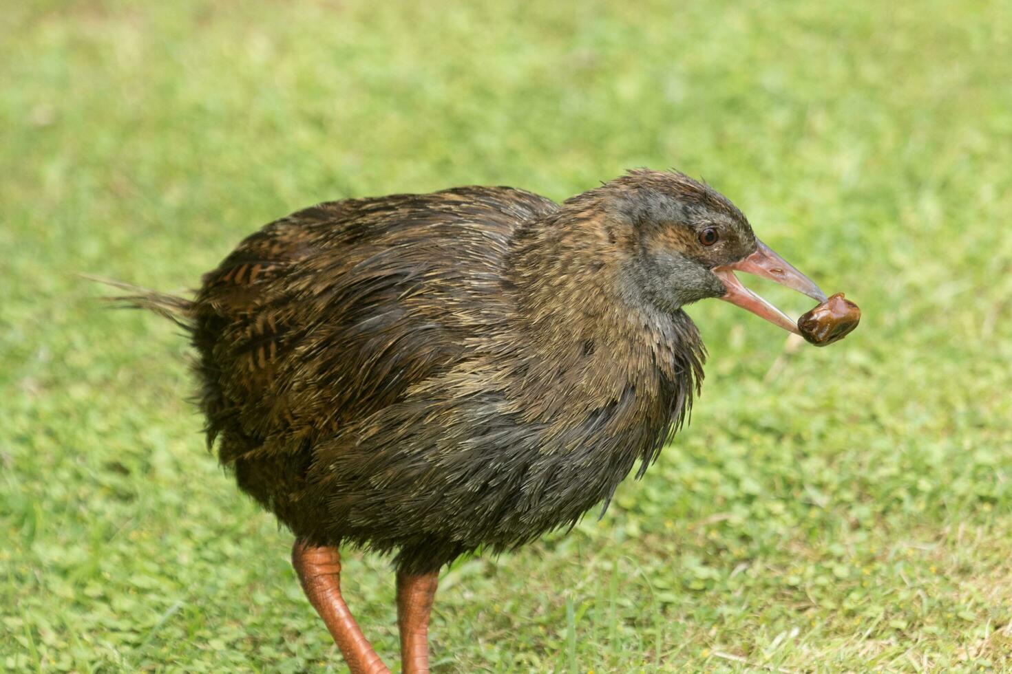 Kiwi Bird Stock Photos, Images and Backgrounds for Free Download