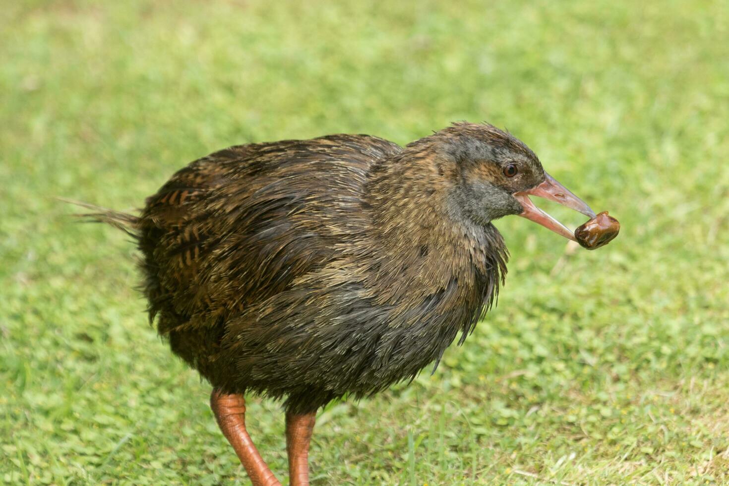 weka endémico carril de nuevo Zelanda foto