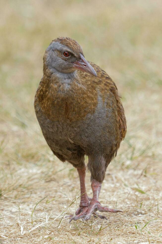 weka endémico carril de nuevo Zelanda foto