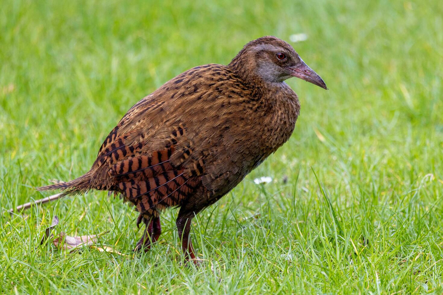 weka endémico carril de nuevo Zelanda foto