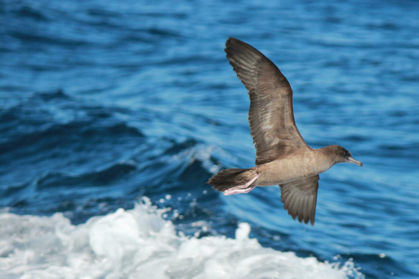 Wedge-tailed Shearwater in Australasia photo