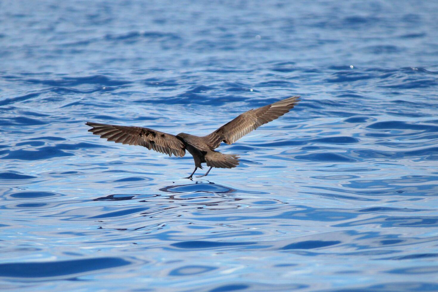 Wedge-tailed Shearwater in Australasia photo