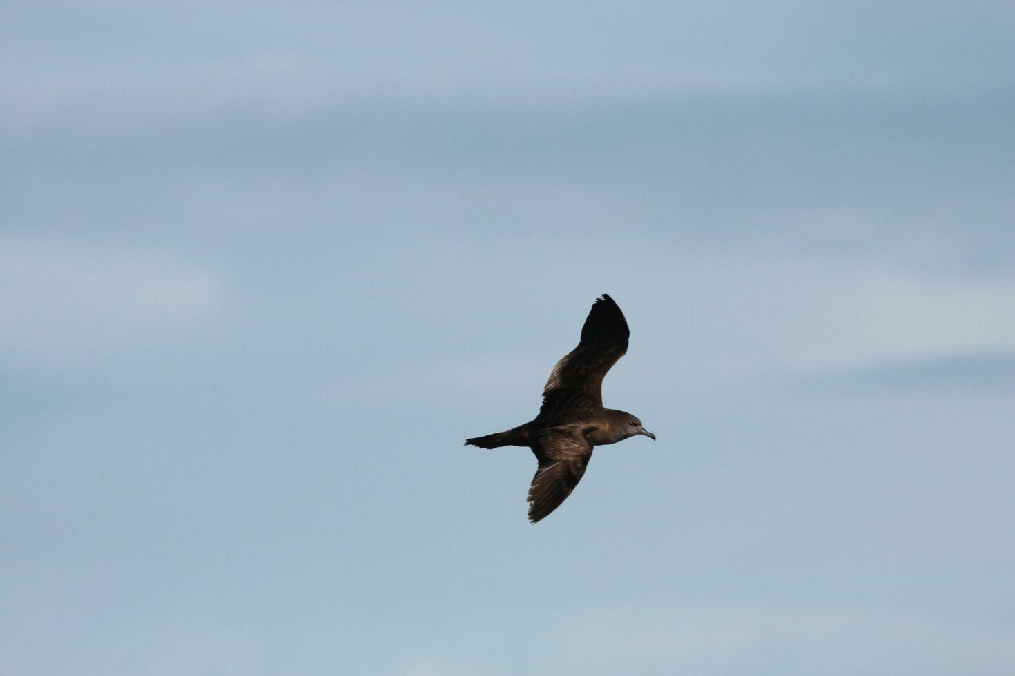 Wedge-tailed Shearwater in Australasia photo