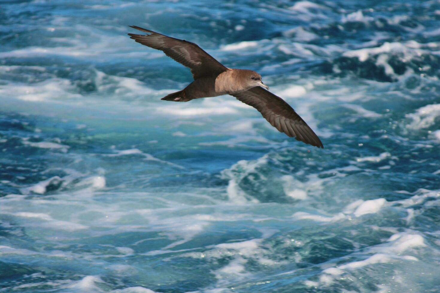 Wedge-tailed Shearwater in Australasia photo
