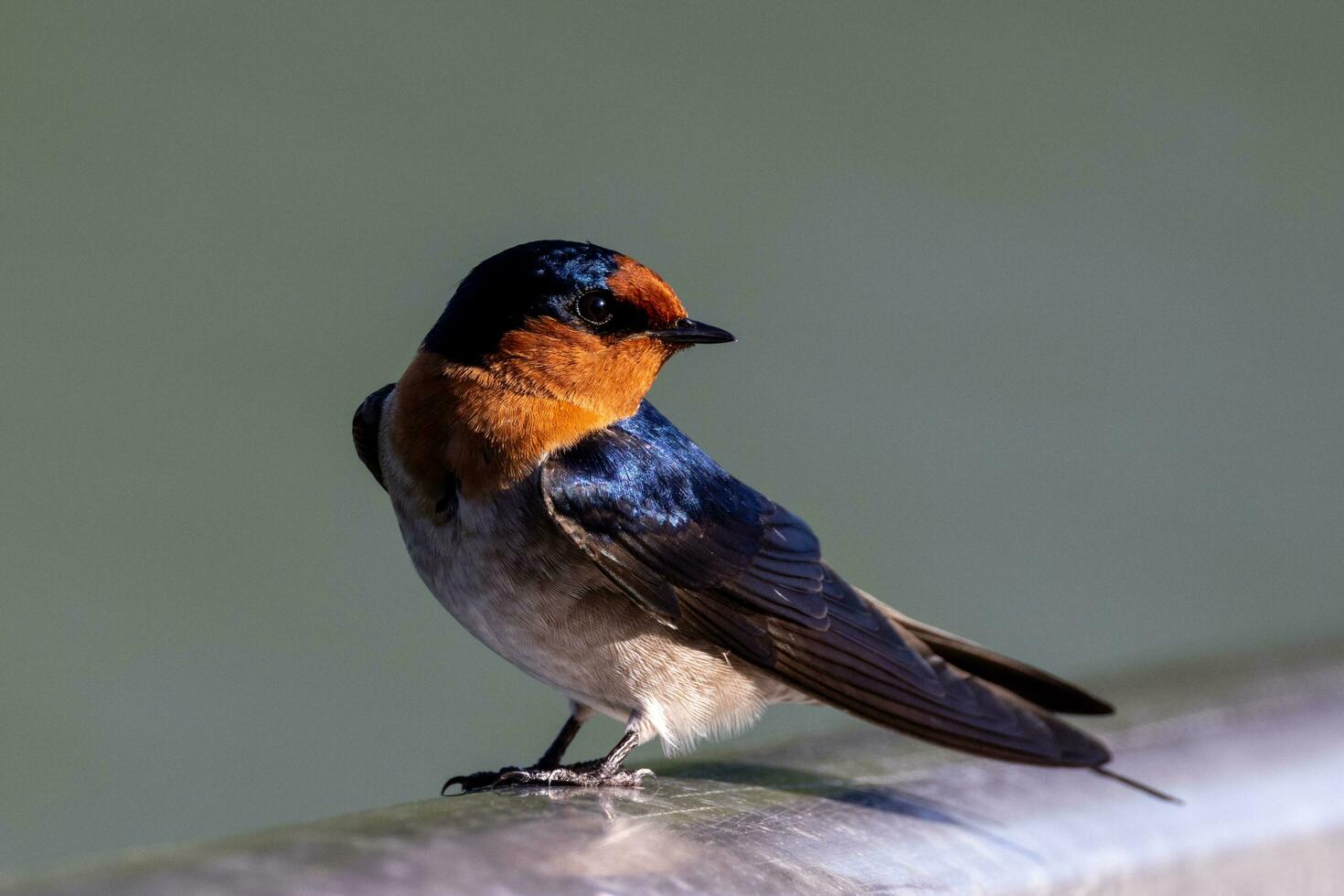 Welcome Swallow in Australasia photo