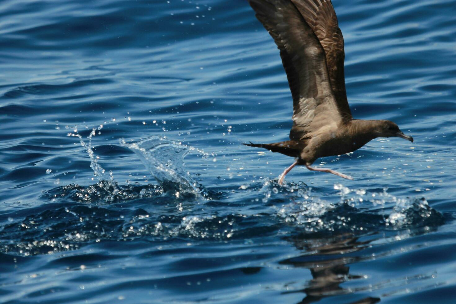 Wedge-tailed Shearwater in Australasia photo