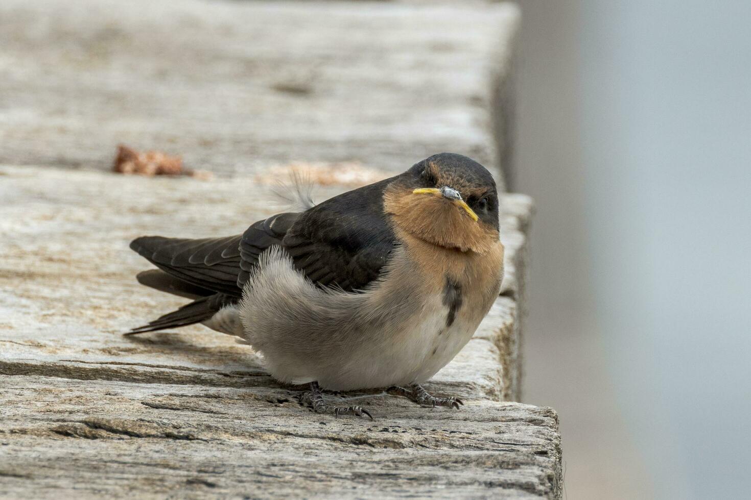 Welcome Swallow in Australasia photo
