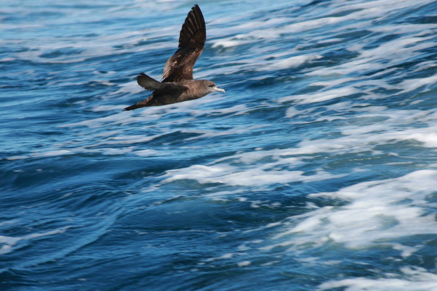 Wedge-tailed Shearwater in Australasia photo