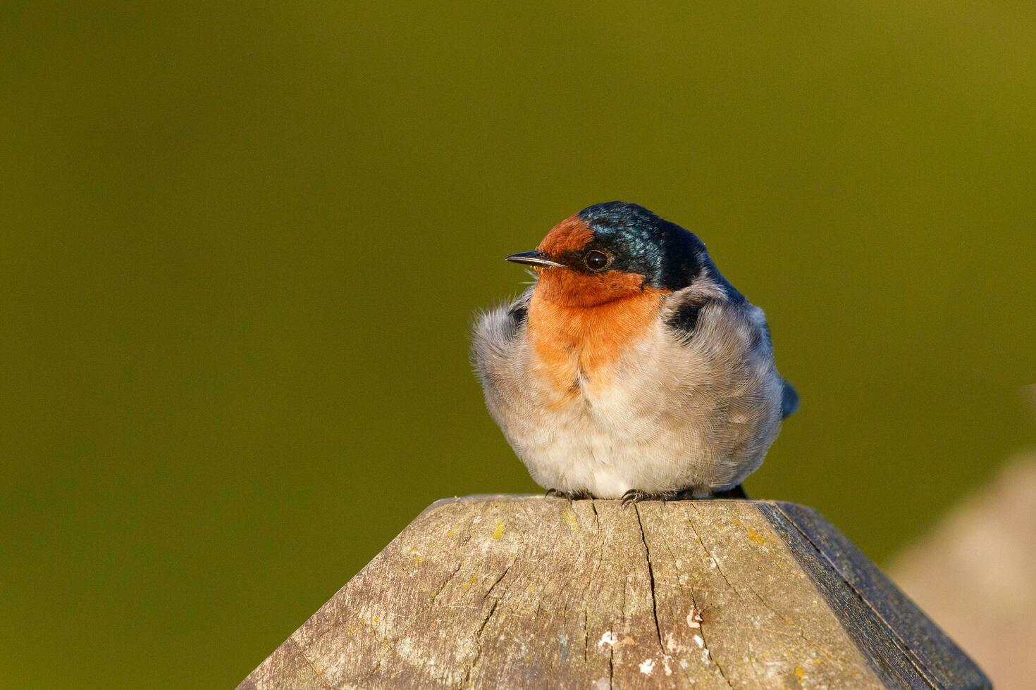 Welcome Swallow in Australasia photo