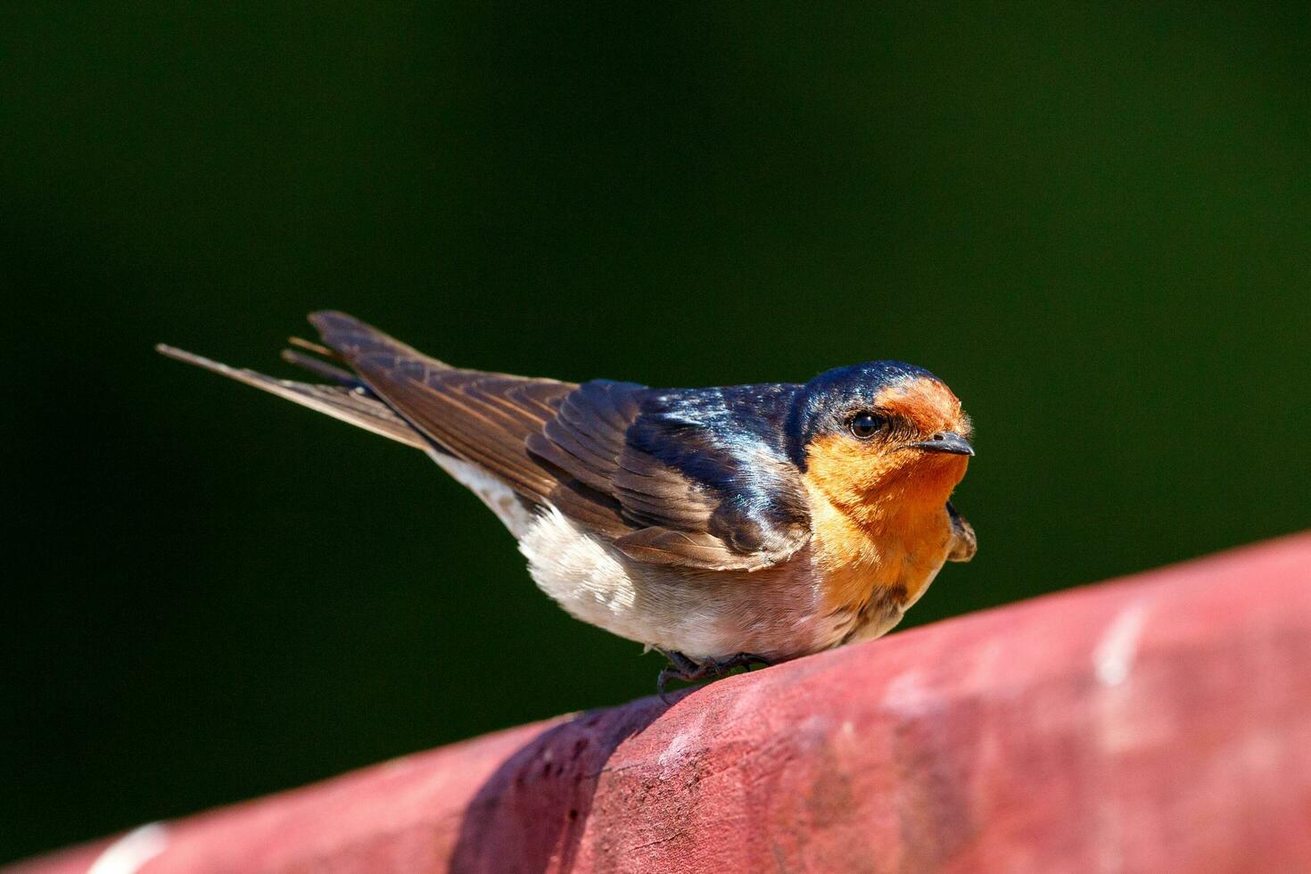 Welcome Swallow in Australasia photo