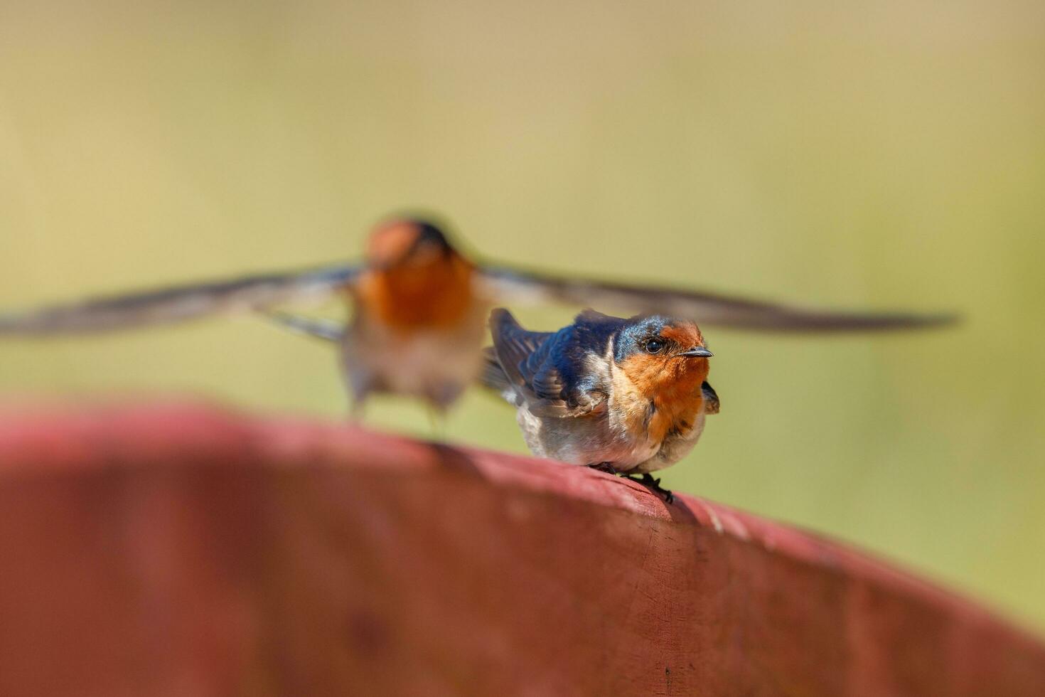 Bienvenido golondrina en australasia foto