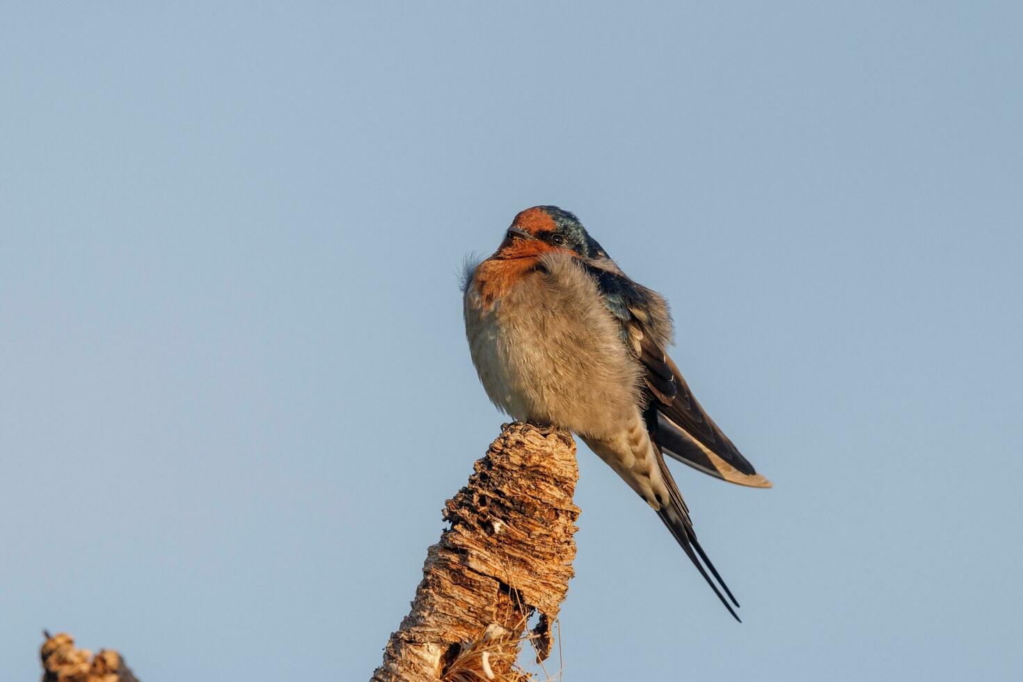 Bienvenido golondrina en australasia foto