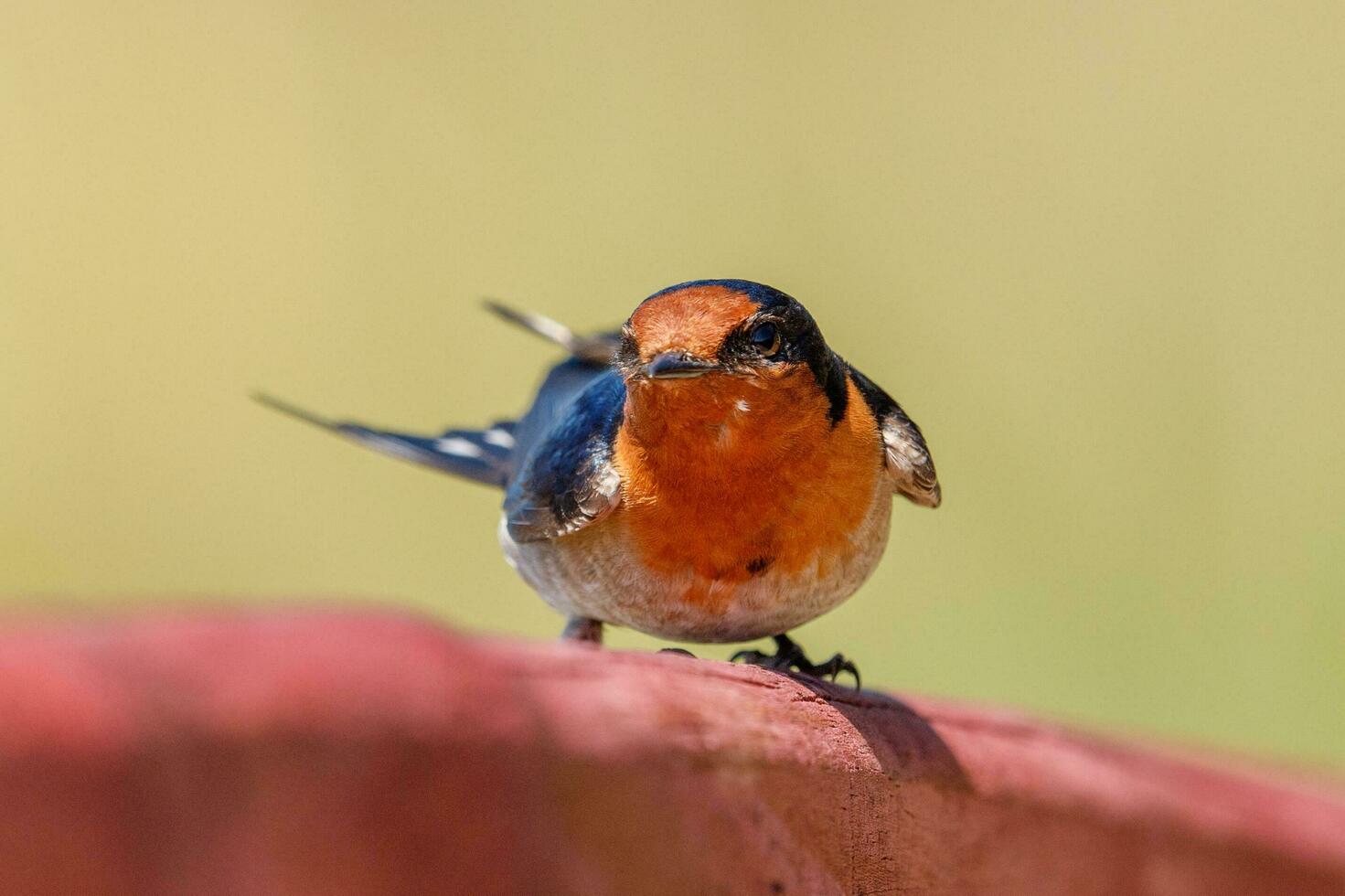 Bienvenido golondrina en australasia foto