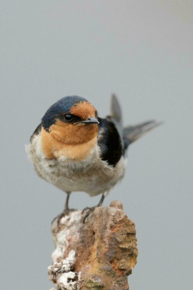 Bienvenido golondrina en australasia foto