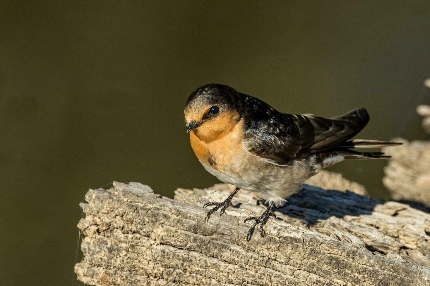 Welcome Swallow in Australasia photo