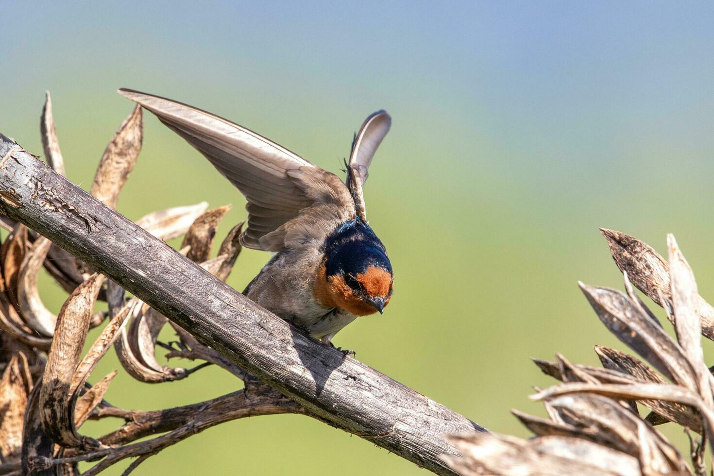 Bienvenido golondrina en australasia foto