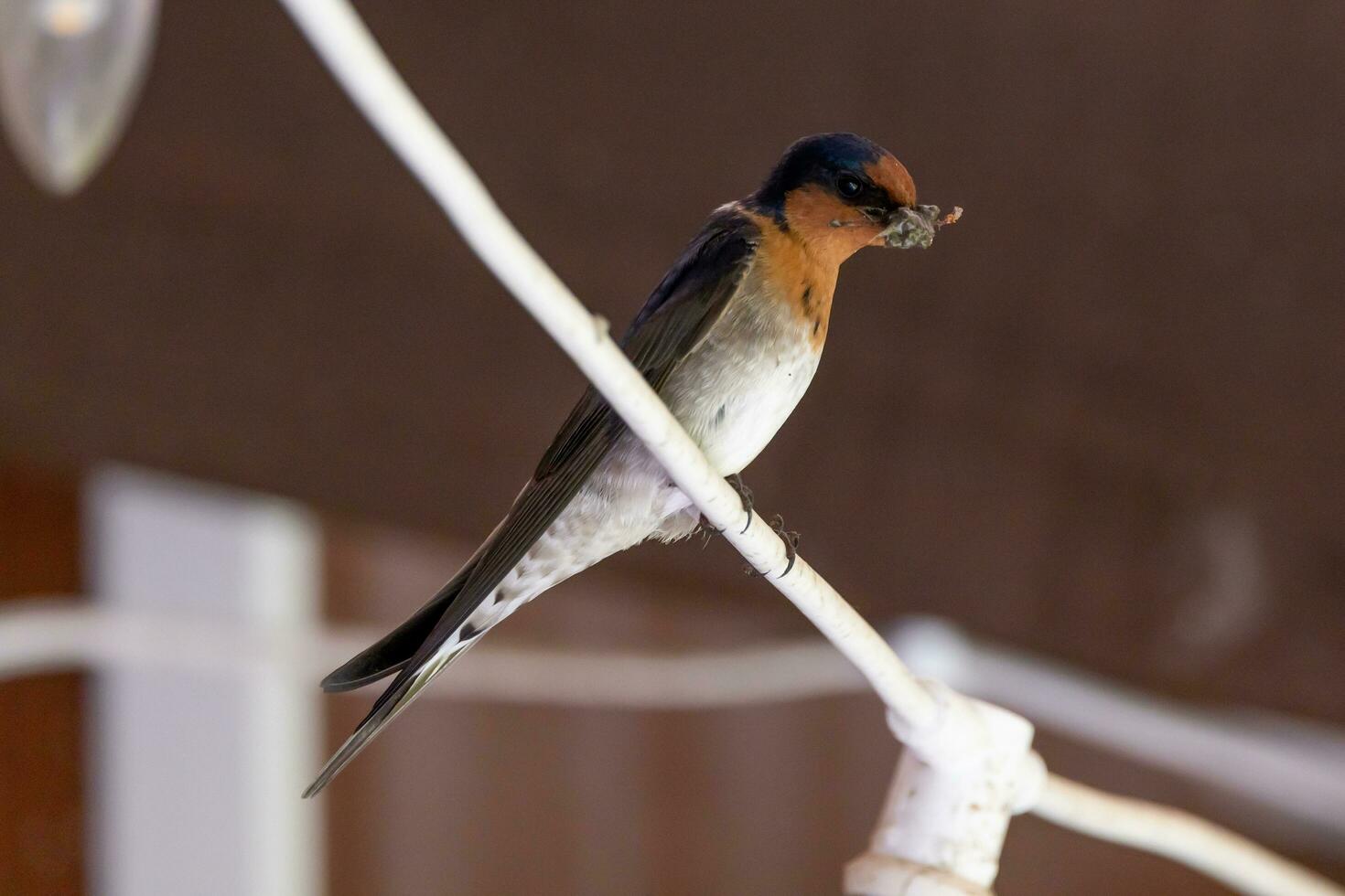 Welcome Swallow in Australasia photo