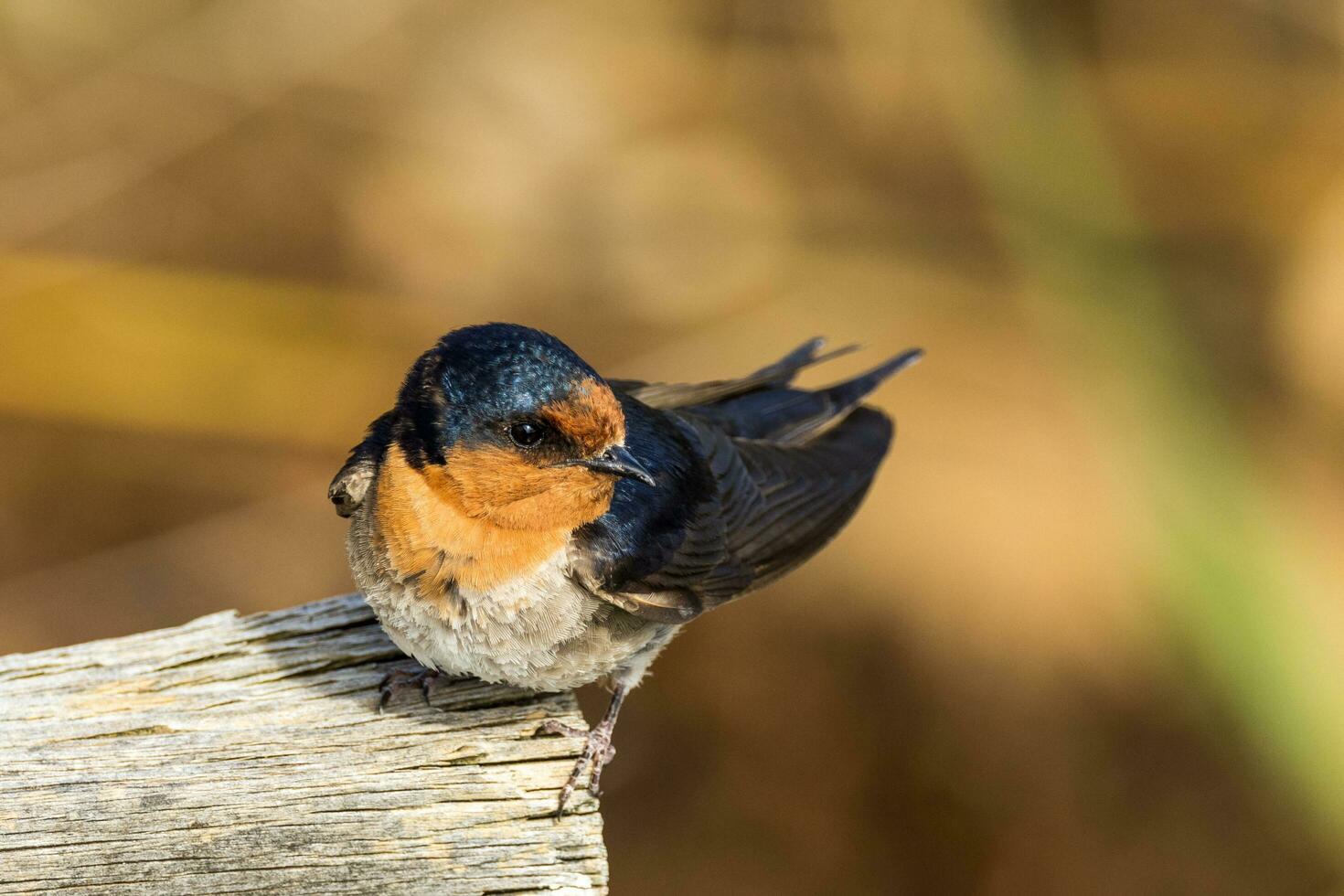 Welcome Swallow in Australasia photo