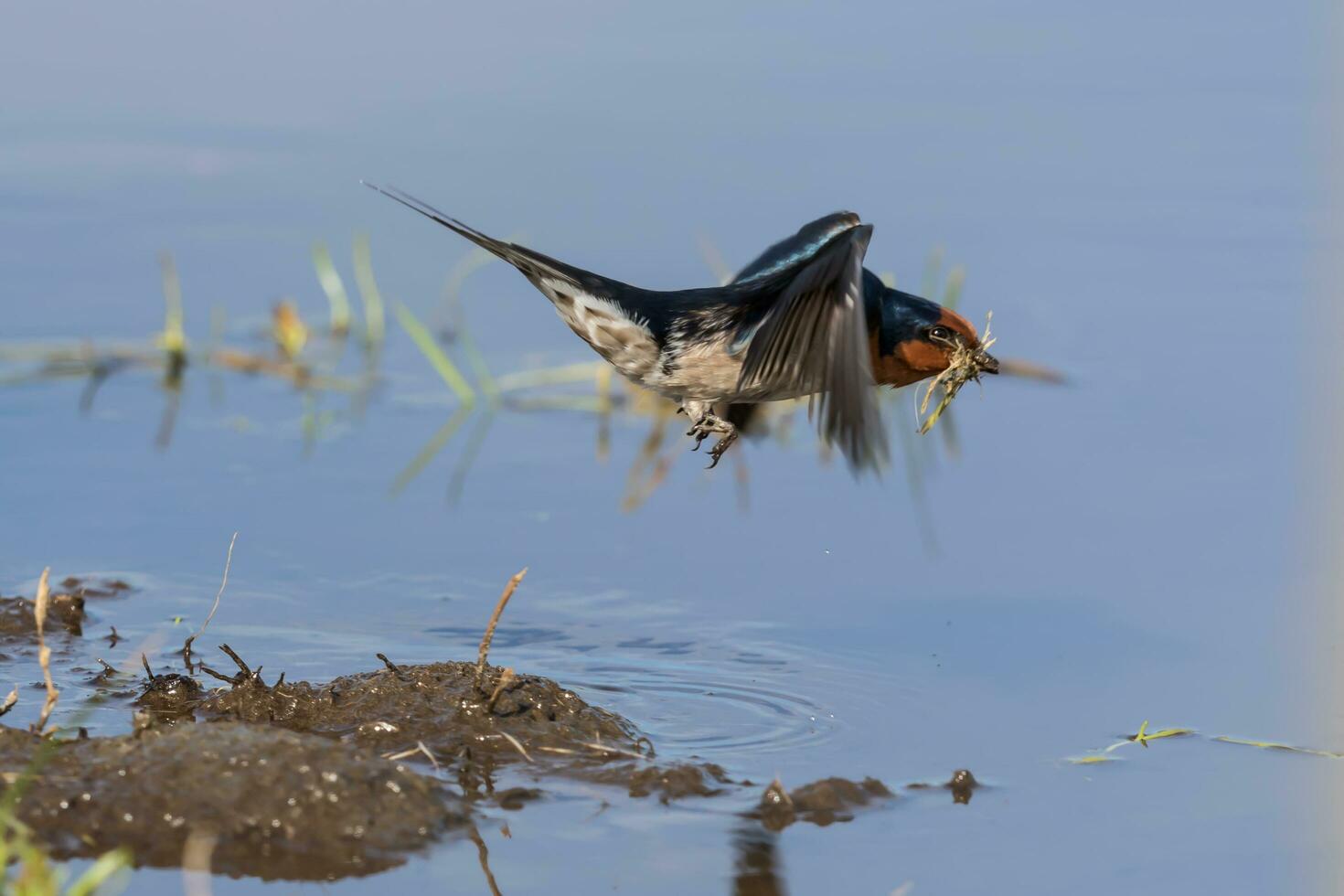 Welcome Swallow in Australasia photo