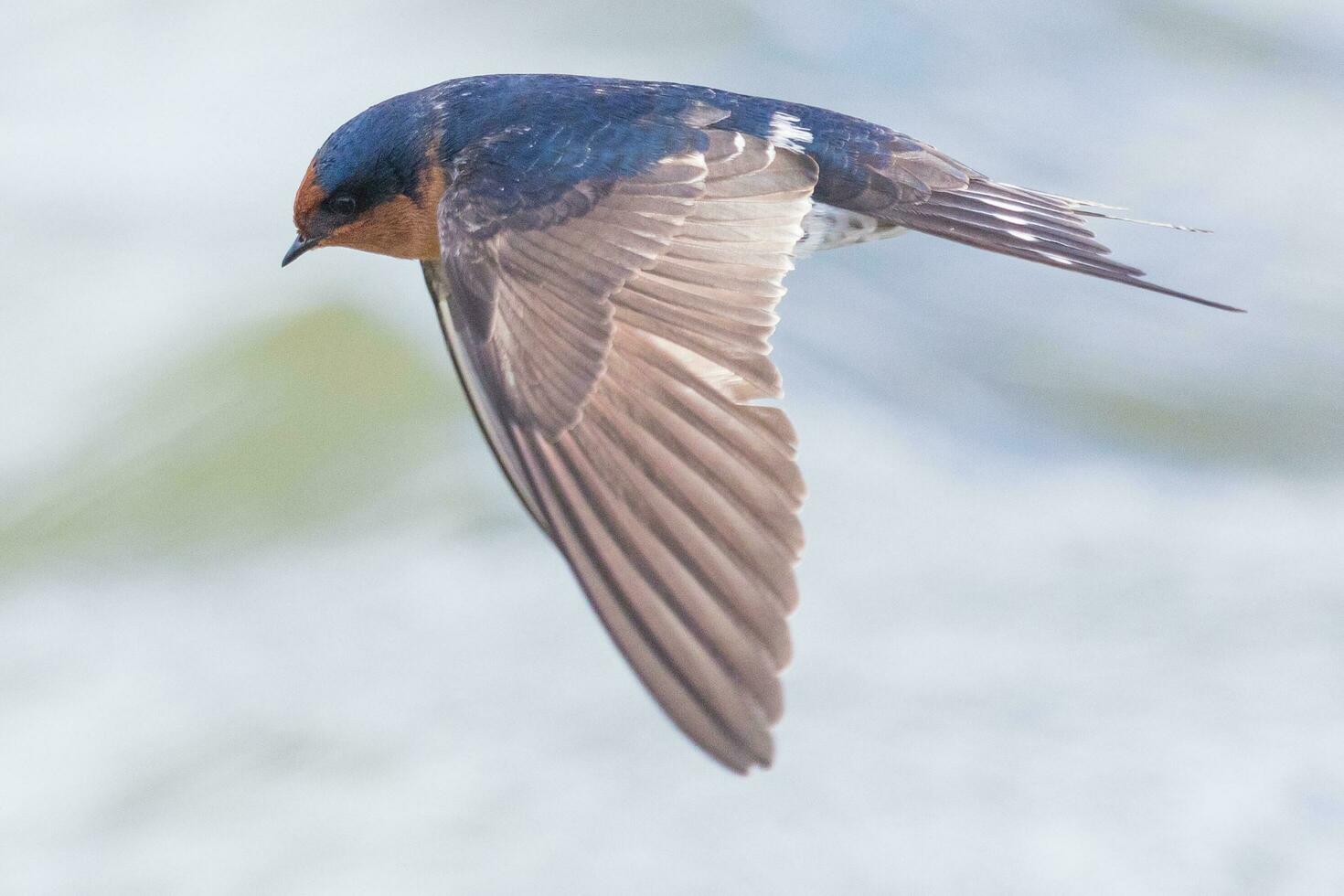 Welcome Swallow in Australasia photo