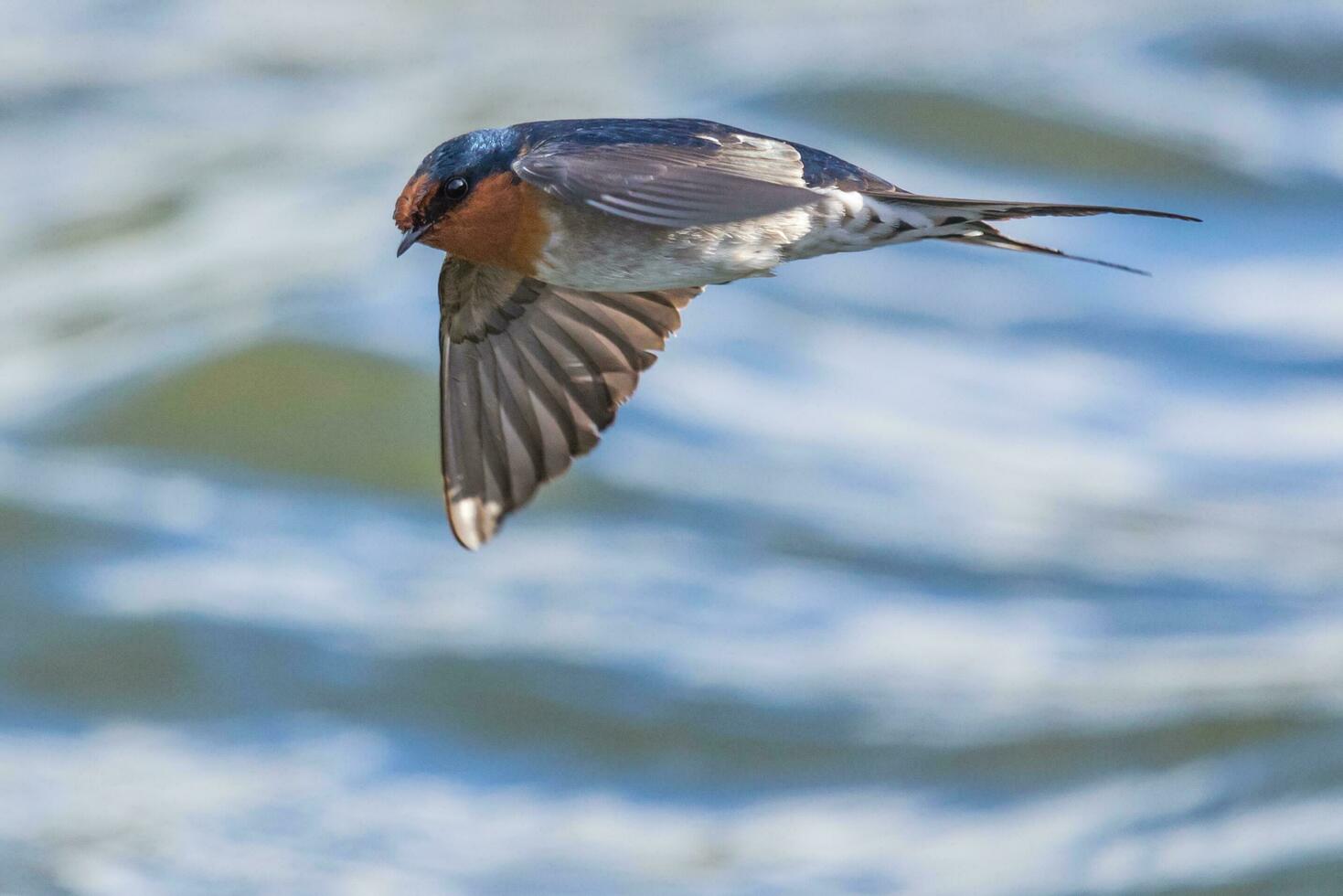 Welcome Swallow in Australasia photo