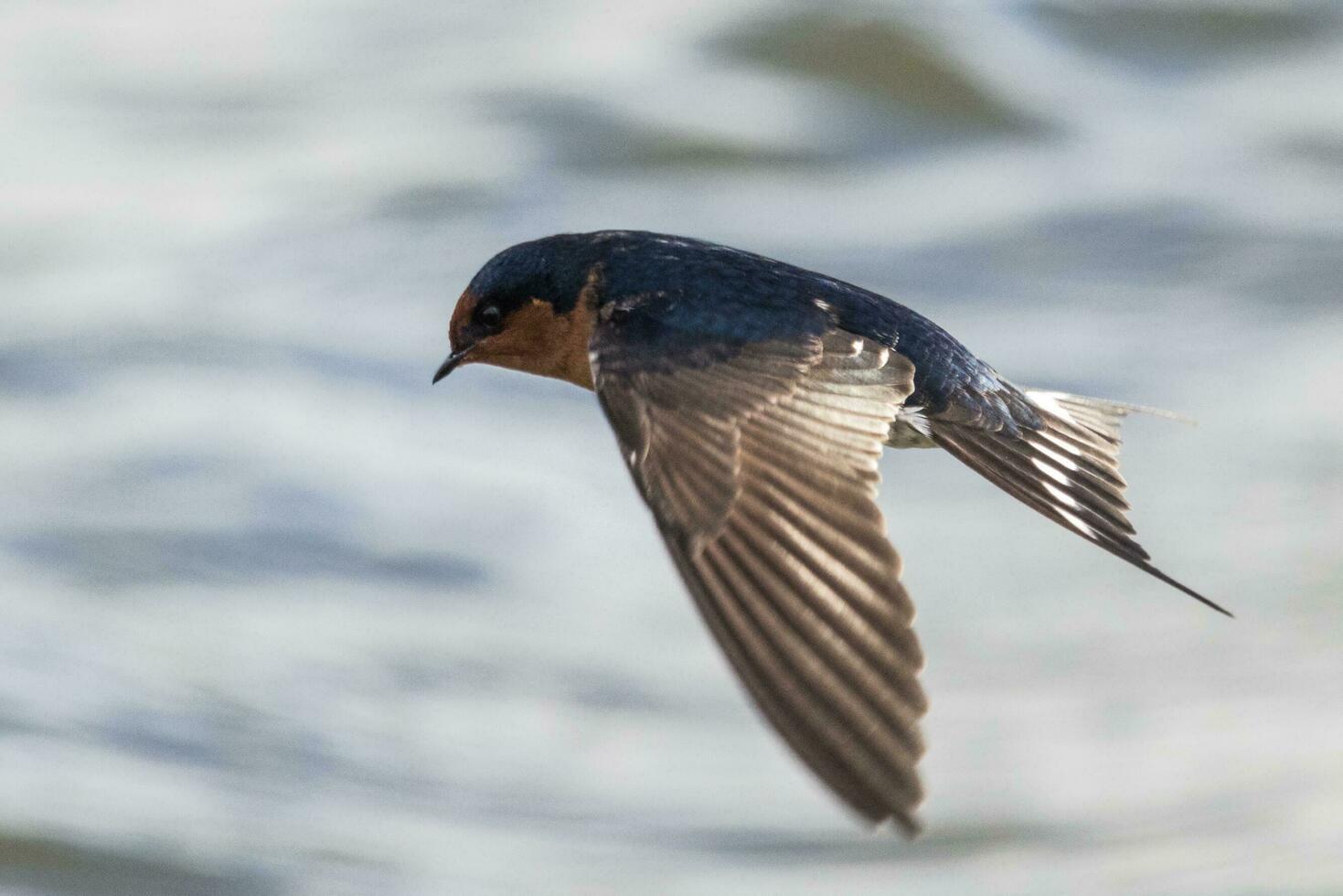 Bienvenido golondrina en australasia foto