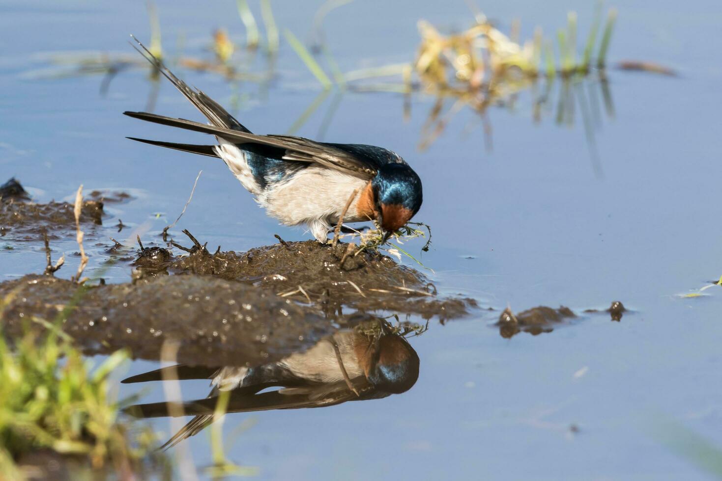 Welcome Swallow in Australasia photo