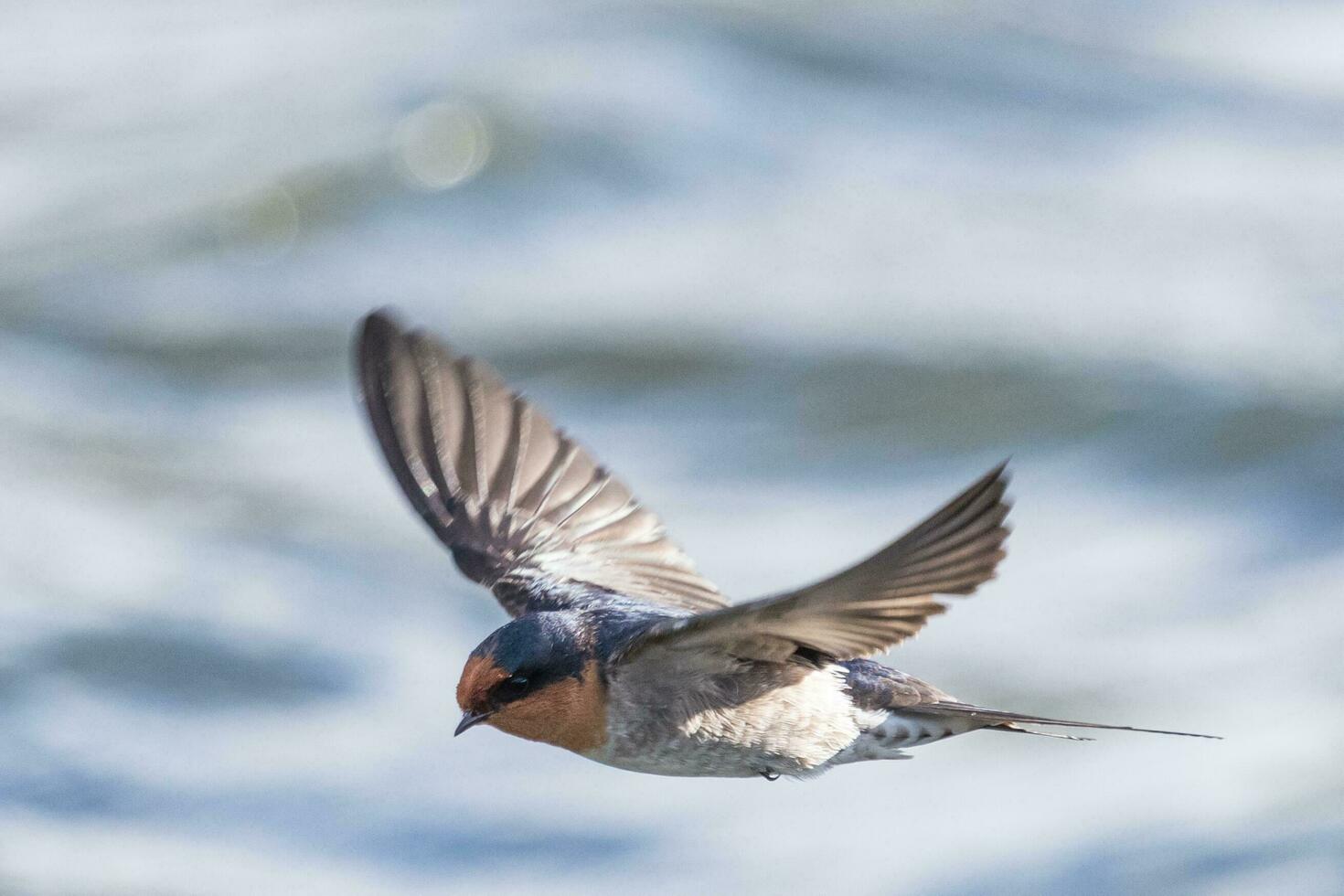 Welcome Swallow in Australasia photo